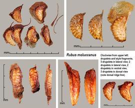   Fruits:   Rubus moluccanus ; Photo by J. Scher, Federal Noxious Weed Disseminules of the US
